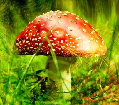 интересные факты о грибах