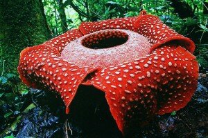 раффлезия Арнольди 