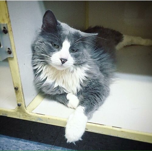 кот
